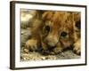 Lion Cub, Budapest, Hungary-Bela Szandelszky-Framed Photographic Print