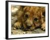 Lion Cub, Budapest, Hungary-Bela Szandelszky-Framed Photographic Print