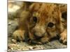 Lion Cub, Budapest, Hungary-Bela Szandelszky-Mounted Photographic Print