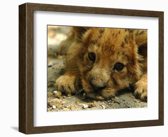 Lion Cub, Budapest, Hungary-Bela Szandelszky-Framed Photographic Print