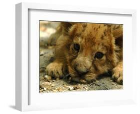 Lion Cub, Budapest, Hungary-Bela Szandelszky-Framed Photographic Print