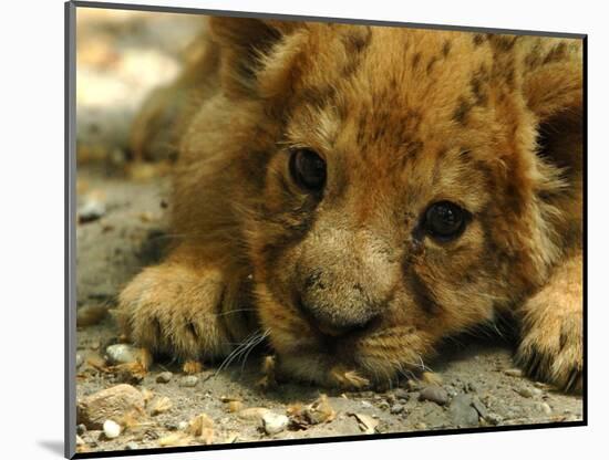 Lion Cub, Budapest, Hungary-Bela Szandelszky-Mounted Photographic Print