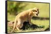 Lion cub calling, Masai Mara, Kenya, East Africa, Africa-Karen Deakin-Framed Stretched Canvas