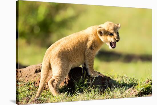 Lion cub calling, Masai Mara, Kenya, East Africa, Africa-Karen Deakin-Stretched Canvas