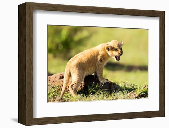 Lion cub calling, Masai Mara, Kenya, East Africa, Africa-Karen Deakin-Framed Photographic Print