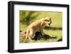 Lion cub calling, Masai Mara, Kenya, East Africa, Africa-Karen Deakin-Framed Photographic Print