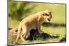 Lion cub calling, Masai Mara, Kenya, East Africa, Africa-Karen Deakin-Mounted Photographic Print