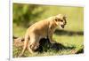 Lion cub calling, Masai Mara, Kenya, East Africa, Africa-Karen Deakin-Framed Photographic Print