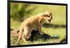 Lion cub calling, Masai Mara, Kenya, East Africa, Africa-Karen Deakin-Framed Photographic Print