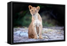 Lion cub, Chobe National Park, Botswana, Africa-Karen Deakin-Framed Stretched Canvas