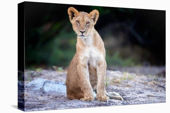 Lion cub, Chobe National Park, Botswana, Africa-Karen Deakin-Stretched Canvas