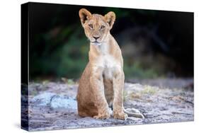 Lion cub, Chobe National Park, Botswana, Africa-Karen Deakin-Stretched Canvas