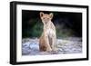Lion cub, Chobe National Park, Botswana, Africa-Karen Deakin-Framed Photographic Print