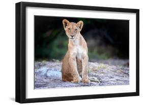 Lion cub, Chobe National Park, Botswana, Africa-Karen Deakin-Framed Photographic Print