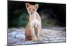 Lion cub, Chobe National Park, Botswana, Africa-Karen Deakin-Mounted Photographic Print