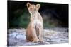 Lion cub, Chobe National Park, Botswana, Africa-Karen Deakin-Stretched Canvas