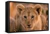 Lion Cub Close Up of Face-null-Framed Stretched Canvas