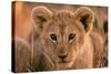 Lion Cub Close Up of Face-null-Stretched Canvas