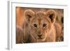 Lion Cub Close Up of Face-null-Framed Photographic Print