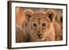 Lion Cub Close Up of Face-null-Framed Photographic Print