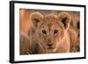 Lion Cub Close Up of Face-null-Framed Photographic Print