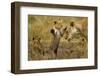 Lion Cub Greeting-null-Framed Photographic Print