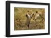 Lion Cub Greeting-null-Framed Photographic Print