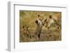 Lion Cub Greeting-null-Framed Photographic Print