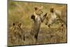 Lion Cub Greeting-null-Mounted Photographic Print