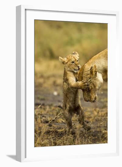 Lion Cub Greeting-null-Framed Photographic Print