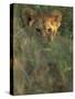 Lion Cub in Grass, Masai Mara, Kenya, East Africa, Africa-Murray Louise-Stretched Canvas