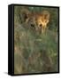 Lion Cub in Grass, Masai Mara, Kenya, East Africa, Africa-Murray Louise-Framed Stretched Canvas