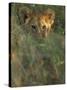 Lion Cub in Grass, Masai Mara, Kenya, East Africa, Africa-Murray Louise-Stretched Canvas