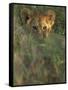 Lion Cub in Grass, Masai Mara, Kenya, East Africa, Africa-Murray Louise-Framed Stretched Canvas