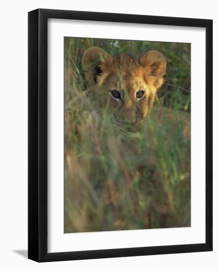 Lion Cub in Grass, Masai Mara, Kenya, East Africa, Africa-Murray Louise-Framed Photographic Print