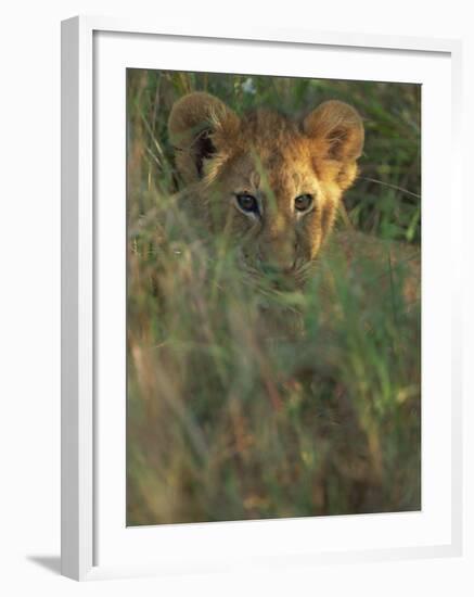 Lion Cub in Grass, Masai Mara, Kenya, East Africa, Africa-Murray Louise-Framed Photographic Print