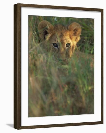 Lion Cub in Grass, Masai Mara, Kenya, East Africa, Africa-Murray Louise-Framed Photographic Print