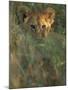 Lion Cub in Grass, Masai Mara, Kenya, East Africa, Africa-Murray Louise-Mounted Photographic Print