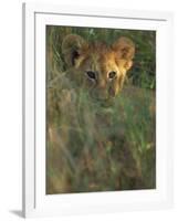 Lion Cub in Grass, Masai Mara, Kenya, East Africa, Africa-Murray Louise-Framed Photographic Print