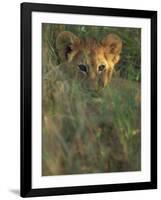 Lion Cub in Grass, Masai Mara, Kenya, East Africa, Africa-Murray Louise-Framed Photographic Print