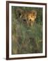 Lion Cub in Grass, Masai Mara, Kenya, East Africa, Africa-Murray Louise-Framed Photographic Print