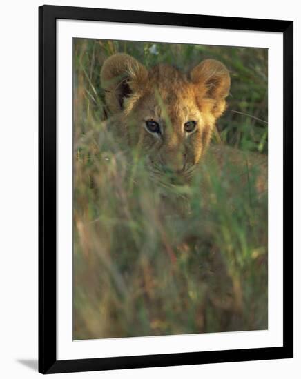 Lion Cub in Grass, Masai Mara, Kenya, East Africa, Africa-Murray Louise-Framed Photographic Print