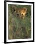 Lion Cub in Grass, Masai Mara, Kenya, East Africa, Africa-Murray Louise-Framed Photographic Print