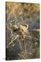 Lion Cub in Tall Grass, Chobe National Park, Botswana-Paul Souders-Stretched Canvas