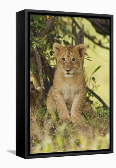 Lion Cub in the Bush, Maasai Mara Wildlife Reserve, Kenya-Jagdeep Rajput-Framed Stretched Canvas
