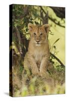 Lion Cub in the Bush, Maasai Mara Wildlife Reserve, Kenya-Jagdeep Rajput-Stretched Canvas