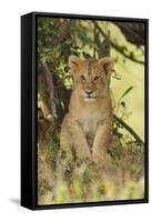 Lion Cub in the Bush, Maasai Mara Wildlife Reserve, Kenya-Jagdeep Rajput-Framed Stretched Canvas