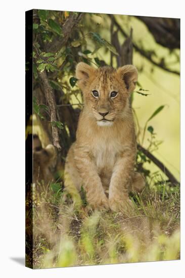Lion Cub in the Bush, Maasai Mara Wildlife Reserve, Kenya-Jagdeep Rajput-Stretched Canvas