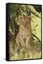 Lion Cub in the Bush, Maasai Mara Wildlife Reserve, Kenya-Jagdeep Rajput-Framed Stretched Canvas