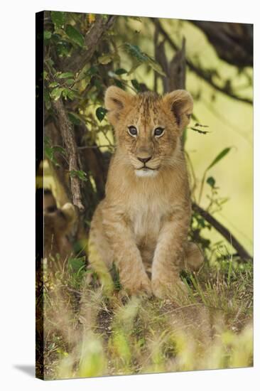 Lion Cub in the Bush, Maasai Mara Wildlife Reserve, Kenya-Jagdeep Rajput-Stretched Canvas